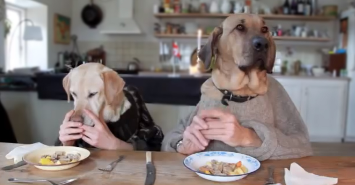 These Two Dogs Sat Down At A Fancy Restaurant And Then… OMG… Such A