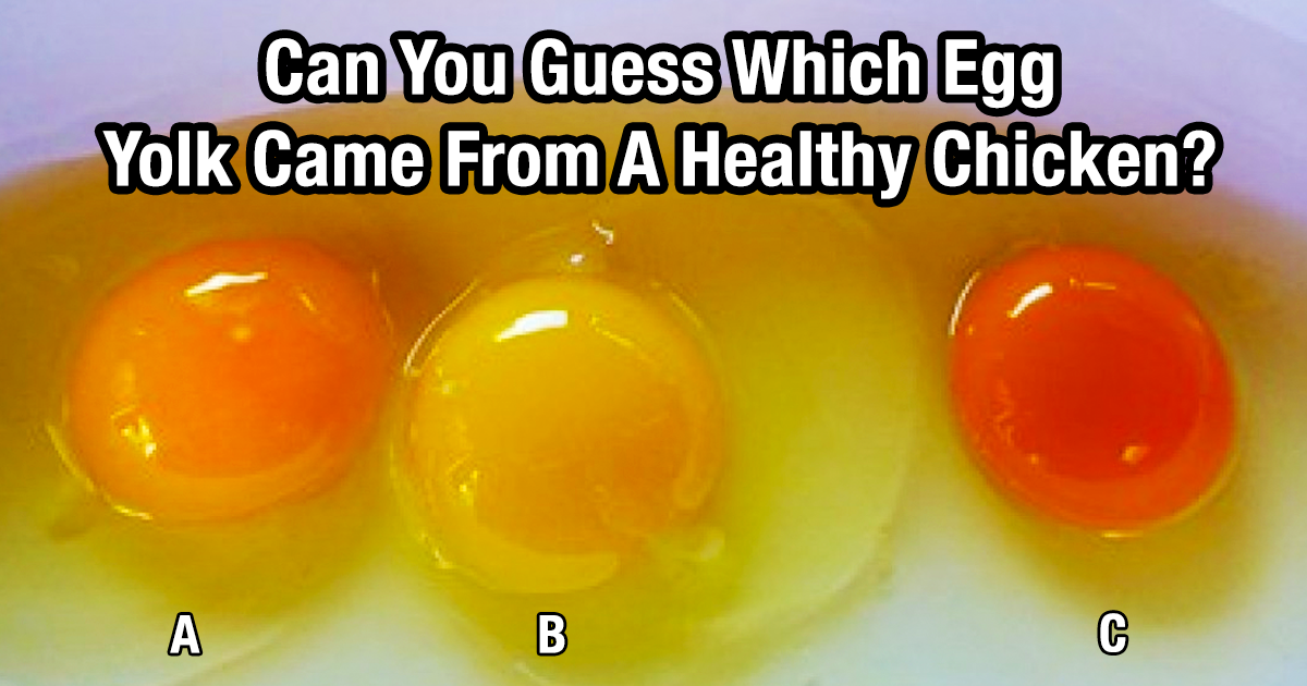 Can You Guess Which Of These Yolks Came From A Healthy Chicken? You