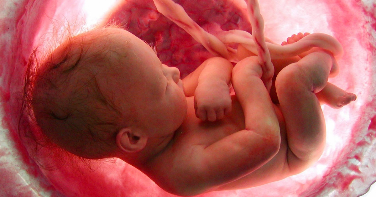 This Video Shows Months Of Life In The Womb Within Minutes Just Breakthtaking