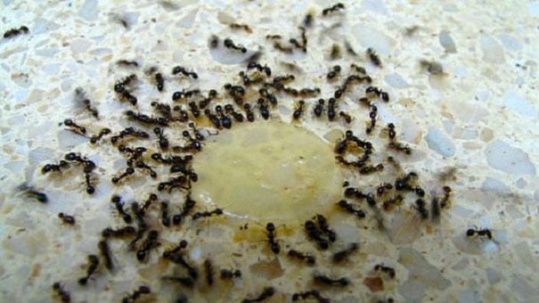 6 Household Foods That Will Easily Help Get Rid Of Ants