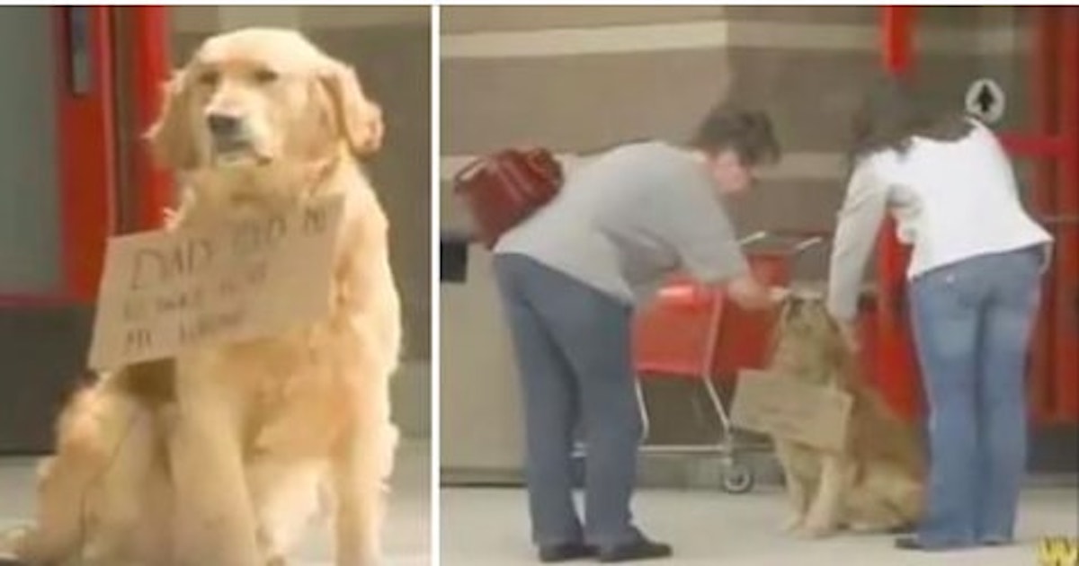 Dog Has Sign Around Neck At Target, Then People Read It...