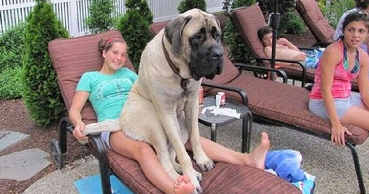 big-dogs-that-think-they-re-lap-dogs-this-is-guaranteed-to-make-you-smile