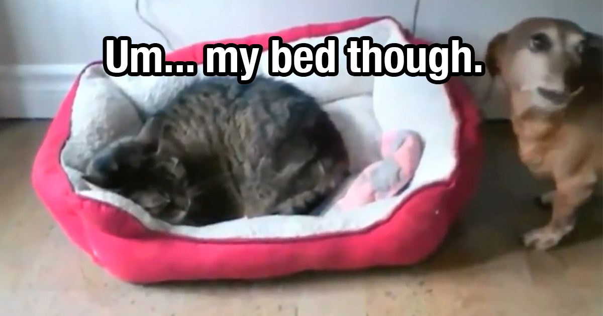 I've Never Seen Dogs So Afraid Of Cats! Cats Stealing Dog Beds… It's ...