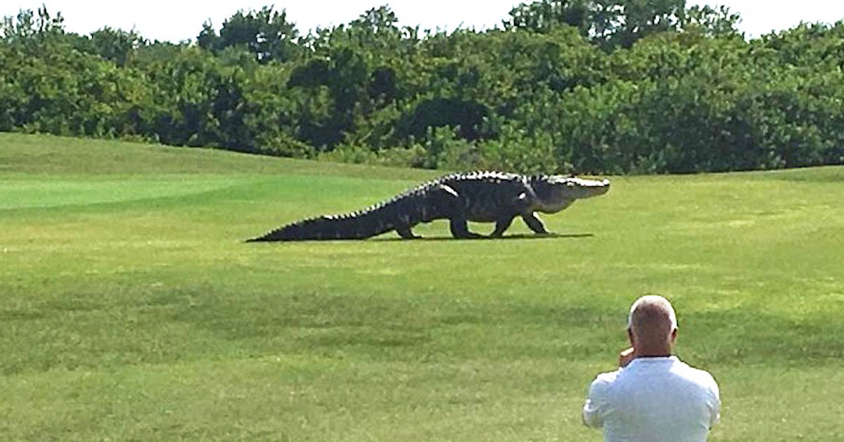 This GIANT Alligator Shows Up At A Golf Course. Now Pay Close Attention