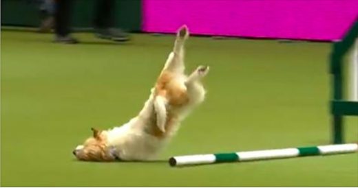 Jack Russell Fails During Dog Show Performance But Wins Lots Of Hearts