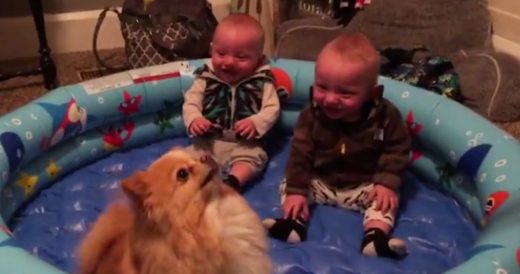 Adorable Pomeranian Frantically Jumps Around, Sends Twin Boys Into A Hysterical ...