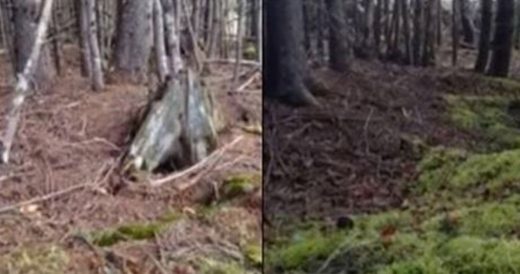 Strong Winds Cause Forest Ground To Appear Like It’s Breathing