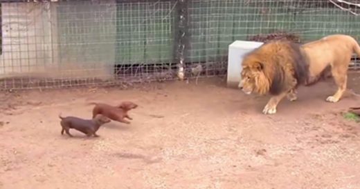 Massive Lion And Tiny Dog Come Face To Face, Then Dog Makes A Move Without Warni...