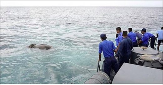 Confused Navy Officers Jump Into Water When They Spot Struggling Elephant