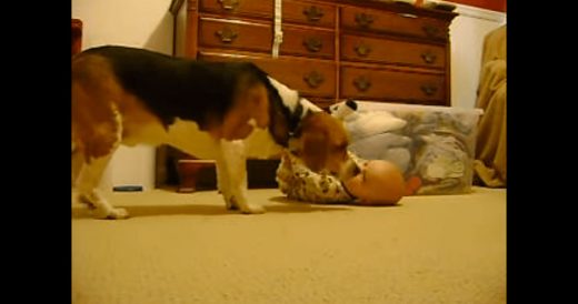 Worried New Father’s Heart Melts When Beagle And Baby Meet For The First Time