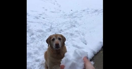 Dog Is Confused When Owner Initiates Snowball Fight