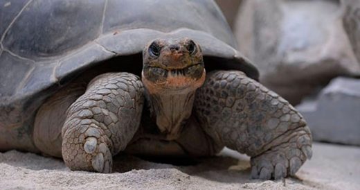 Giant 80-Year-Old Tortoise’s Extra Deliveries Exceeded Excited Zoo Keepers’ ...