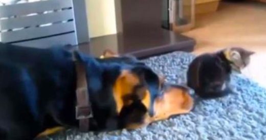 Irritated Cats Deny Friendship With Dogs Until They Make Up At The End