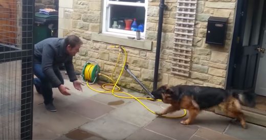 Reunion Between Man And Dog After Months Apart Is Wonderful