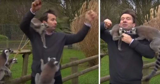 Leaping Lemurs Come At Reporter From Every Direction And He Can’t Stay Focused...