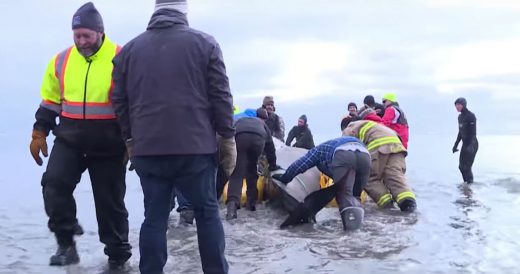 100+ Hopeful People Urgently Work To Save Beached Whale Stranded In Sandbar