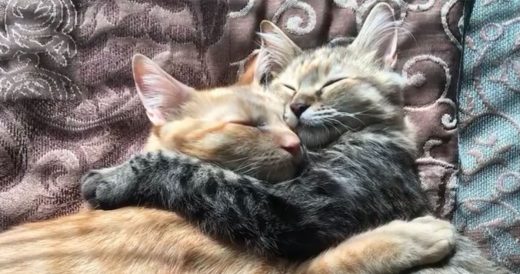 Shelter Kitty Gets Her Forever Home And Comes As Package Deal With Best Friend