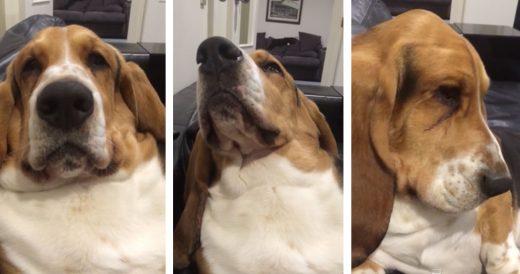 Grumpy Basset Hound Tries With All His Might To Get Owner’s Undivided Attentio...