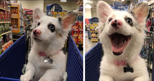 4-Month-Old Puppy Goes Shopping And Everyone Is In Love With Her Adventures