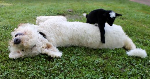 Baby Goat Barges In On Sleeping Dog’s Nap