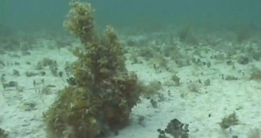 Clever Octopus Pulls Off Disappearing Act With Camouflage