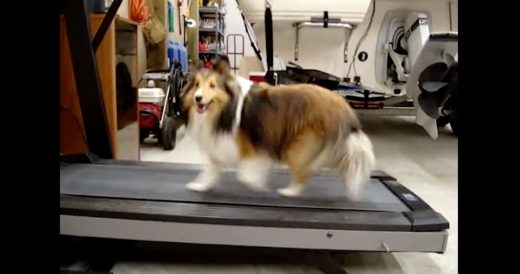 Lazy Dog Seriously Conquers Treadmill Routine