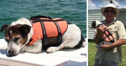 Lost Puppy At Sea, Miraculously Found Alive And Reunited With Happy Owner