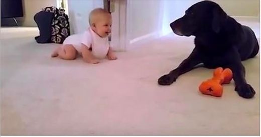 Baby’s First Crawl Is Recorded With Pet Dog