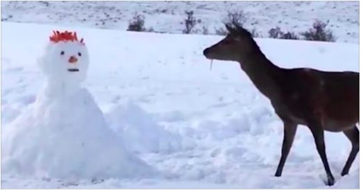 Inquisitive Deer Approaches Snowman And Eats His Face