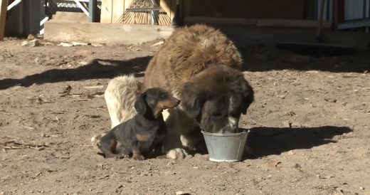 St. Bernard Gets Stuck In Ditch For 18 Hours And Dachshund Pup Saves His Life