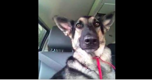 German Shepherd’s Favorite Song Plays So She Shows Off Her Best Dance Moves