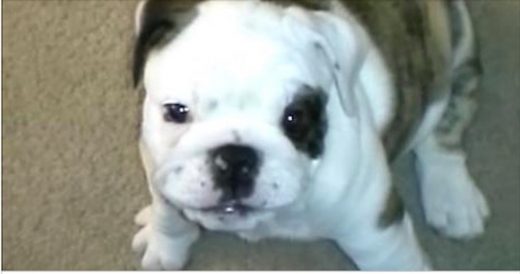 Tiny Puppy Barks And Falls Then Rolls Over And Tries It All Over Again