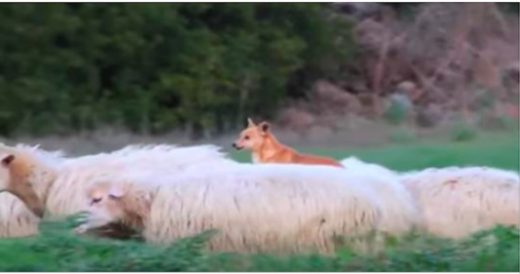 Dog “Guarding” Sheep Is Using A Very Different Method