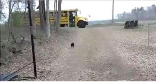 Ecstatic Rooster Eagerly Sprints To Greet Best Friend At Bus Stop Every Day