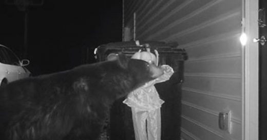 Owner Sick Of Bear Getting Into Trashcan For Food Finds Comical Solution