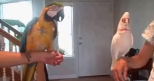 Two Birds Face Off In A Silly Dance Competition And Have Their Owners In Hysteri...