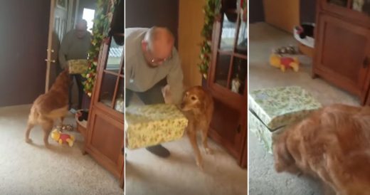 Senior Dog Patiently Waits For Gift, Ecstatic When New Family Member Pops Out Of...