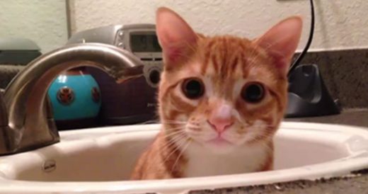 Cat Loves Hanging Out In Bathroom And Gives A Tour