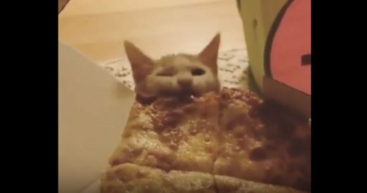 Owner Hits Record When He Catches Hungry Cat Stealing Bites Of Pizza