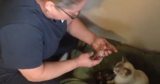 Shelter Worker Hands Two Malnourished Chihuahuas To Cat Who Then Saves Their Liv...