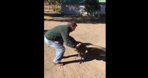 Giant Vulture Befriends Man, But The Two Become Victims Of A Fictitious Story In...