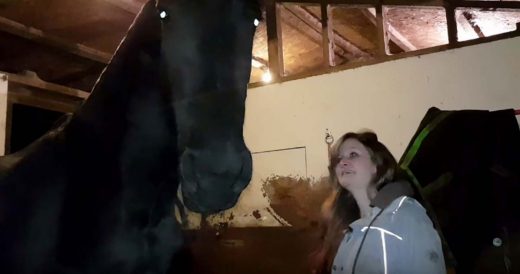 Gorgeous Horse Sneakily Looks Up Then Its Swift Move Gets Recorded