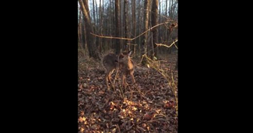 Deer Is Stranded On Ice And Allows Rescuer To Carry Her To Safety