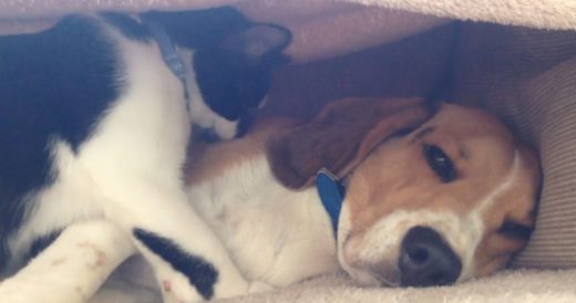 Beagle Loses His Cool After Cat Won’t Stop Showering Him With Kisses