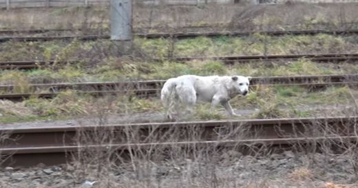 Scared And Homeless Dog By Railroad Tracks Gets Rescued