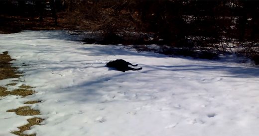 Dog Slips And Slides In Snow And Family Can’t Get Enough Of His Trick