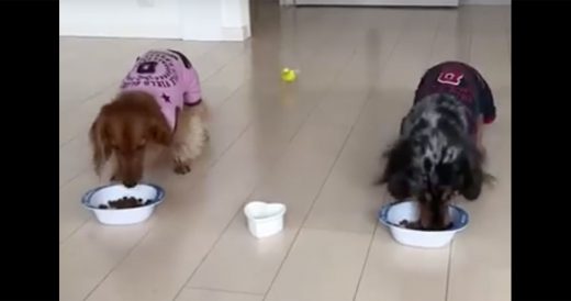 Dogs Line Up To Eat When A Bird Comes In And Shakes Things Up