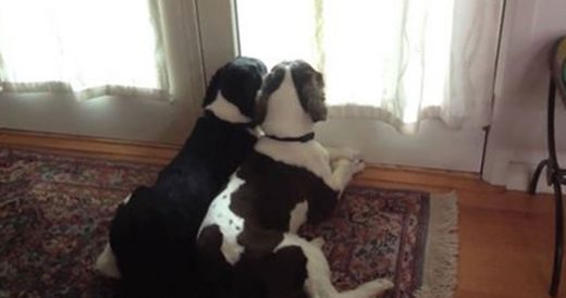 Dog Mom Of Two Records Her Pups When She Leaves For Work