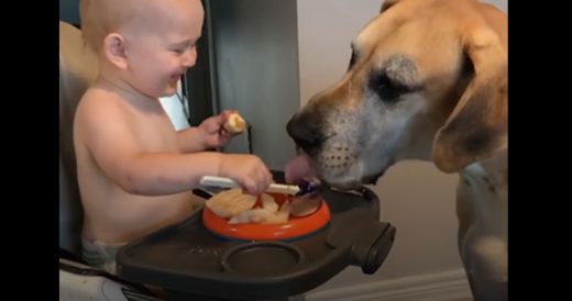 Parents Rush To Record The Moment Their Spoiled Dog Meets Newborn For The First ...