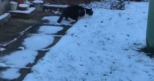 Cat’s First Encounter With Snow Is Too Funny